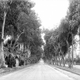 Illustration for article titled Before the Palm, the Pepper Was Southern California's Most Iconic Tree